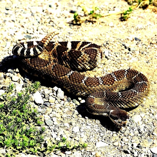 A rattlesnake was photographed warming in the sun in the Similkameen Valley. 