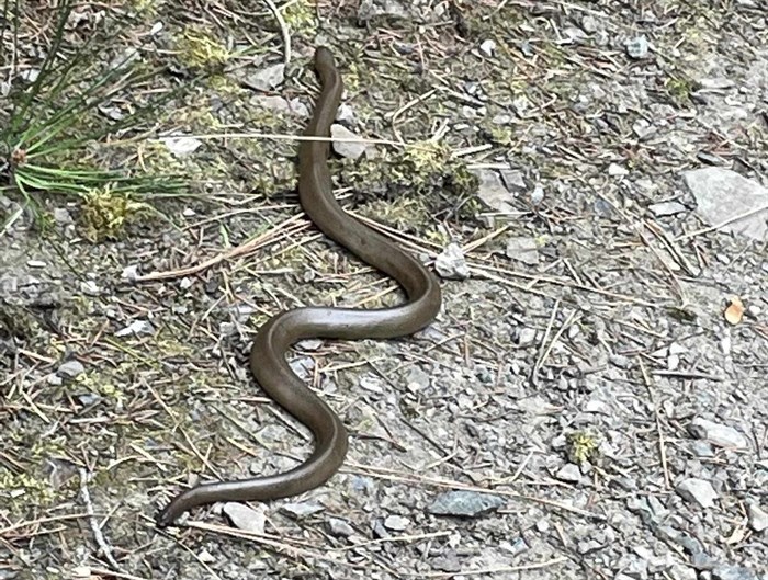 A rubber boa slithers along a path in the Similkameen Valley. 