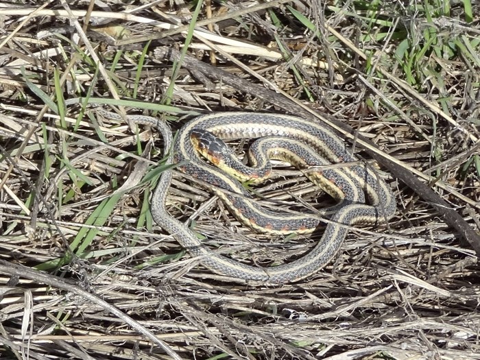 A common garter snake sunbathes in Osoyoos. 