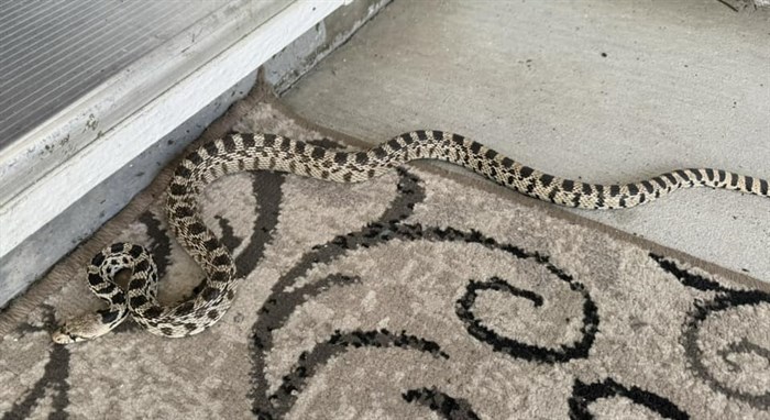 This long gopher snake was spotted on a doormat in the south Okanagan. 