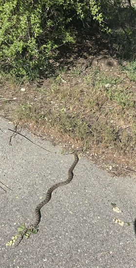 Two gopher snakes slither into the brush in Oliver. 