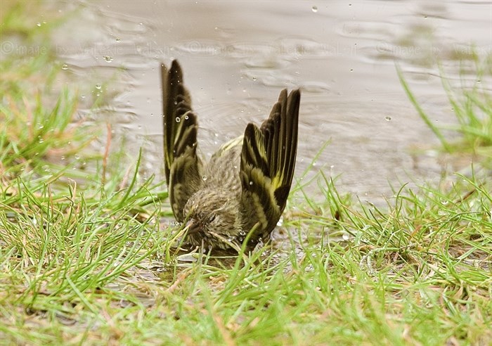 A pine siskin has a tub in a puddle in Kamloops. 