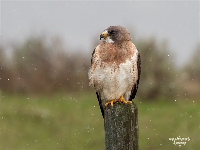 A hawk perches in the rain in the Kamloops area. 