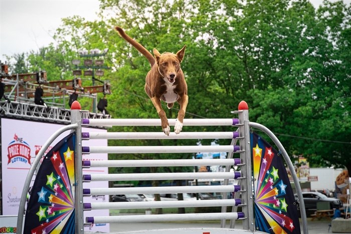 This photo shows a Global Pet Foods' Superdog jumping over a hurdle. These SuperDogs are competing at the Provincial Winter Fair in Kamloops. 