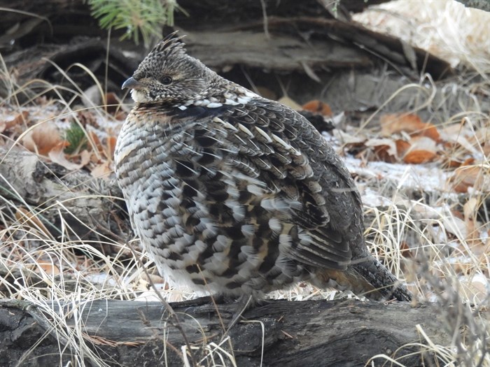 This round grouse was spotted in the Kamloops area. 