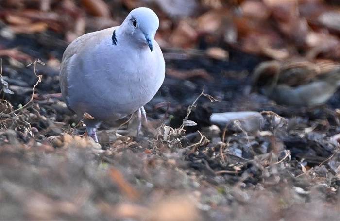 This Eurasian Collared dove was caught on camera in the Merritt area. 