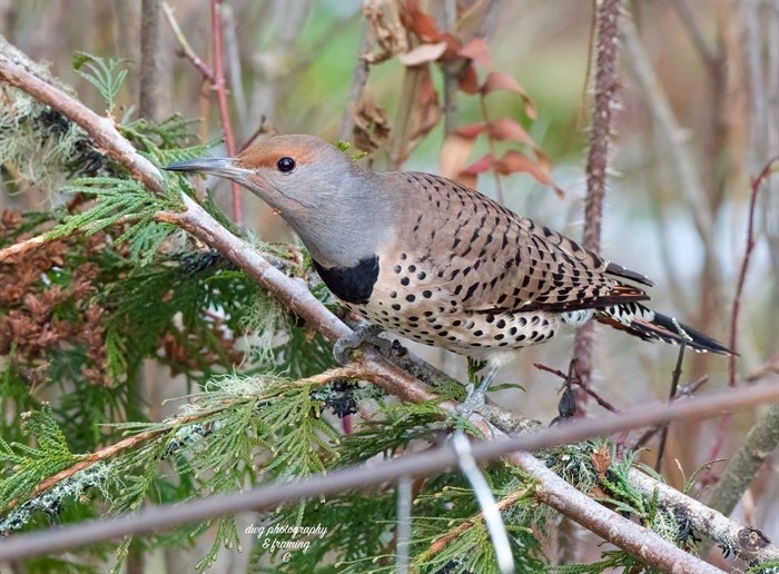 A female red shafted flicker caught on camera near Kamloops. 