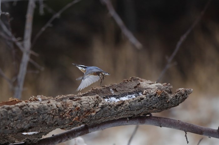 This red breasted nuthatch in Kelowna is taking flight. 