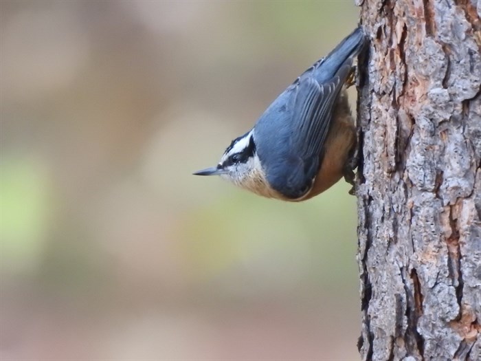 A red breasted nuthatch spotted in a Vernon neighbourhood. 