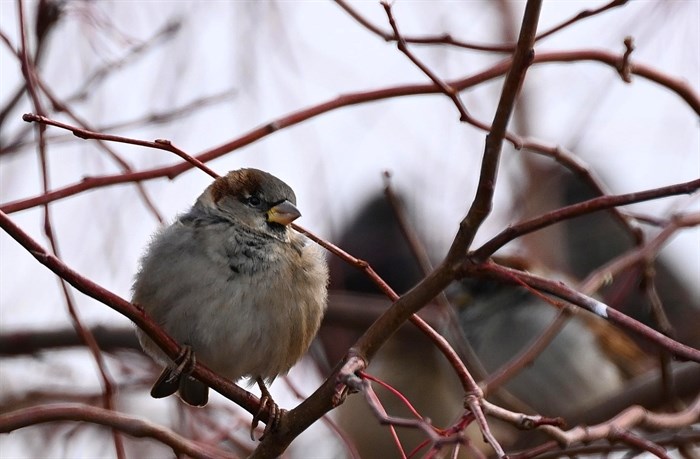 A fluffed up house sparrow was perched on a bush in the Merritt area. 
