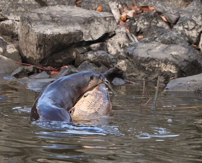 This river otter is pulling a fish out of the Thompson River in Kamloops. 