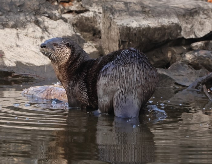 This river otter in Kamloops just caught a fish. 