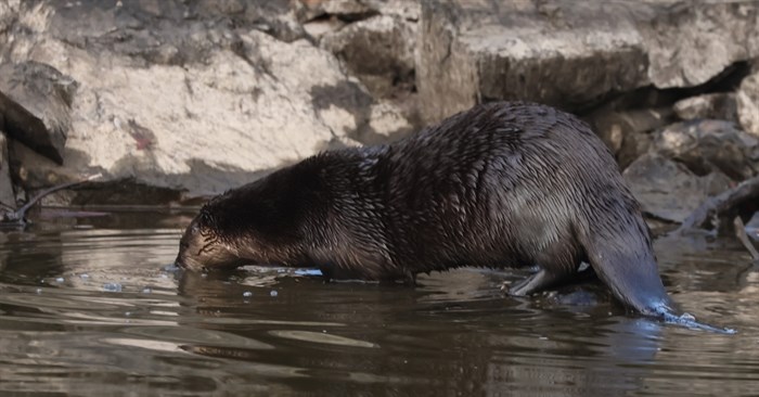 A river otter enters the Thompson River in Kamloops. 
