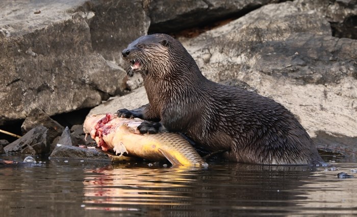 A river otter was observed eating a carp along the Thompson River in Kamloops. 