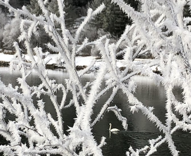 Ice covered branches along the Shuswap River.