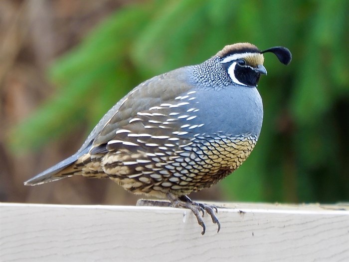 This quail was spotted in Keremeos before the snow fell this winter. 