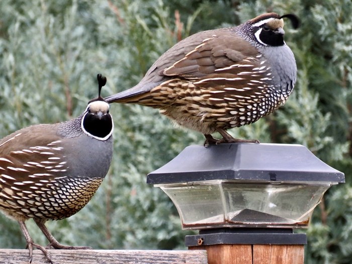 A pair of chilly Penticton quail in winter. 