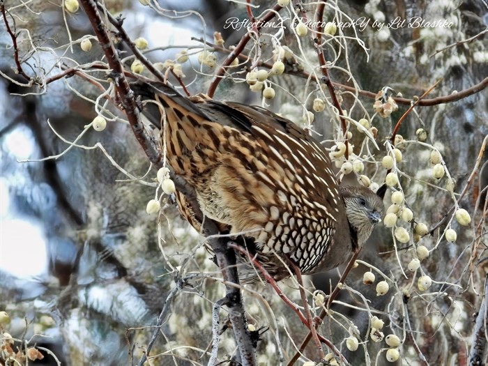 A quail in a tree on a winter day in Penticton. 