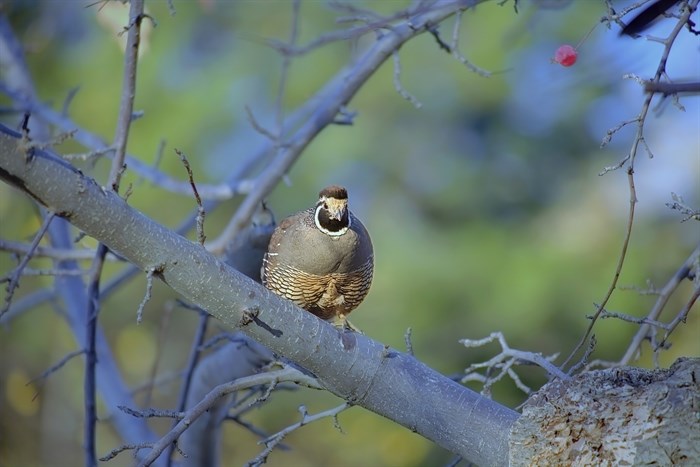 A quail perches on a limb in Kelowna in early winter. 