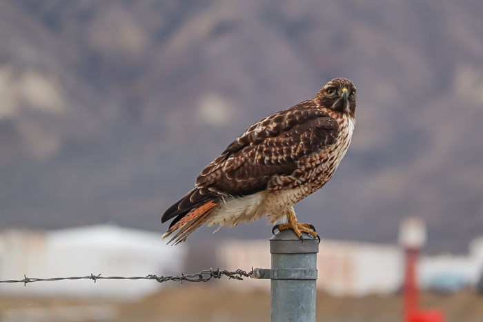 The red feathers can be seen on this red-tailed hawk sitting on a fence near Kamloops.  
