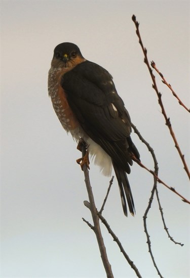 A sharp-shinned hawk spotted in Kelowna. 
