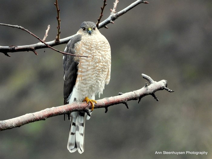 A sharp-shinned hawk spotted near Chase. 