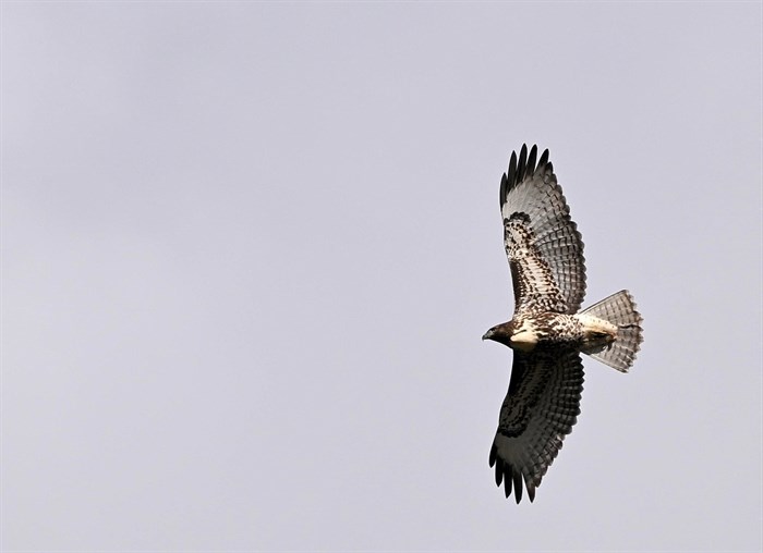 A red-tailed hawk soars through the sky over Logan Lake. 