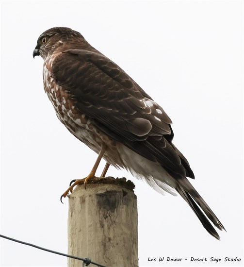 This juvenile sharp-shinned hawk was spotted in Osoyoos. 