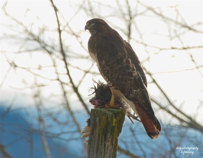 This bird was captured on camera near Kamloops eating its kill. 