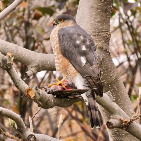 This sharp-shinned hawk in Kamloops is eating prey. 