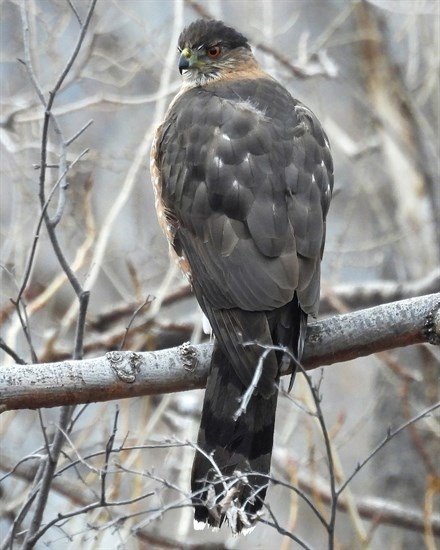 Cooper's hawks have blue-gray coloured backs as seen in this photo of a cooper's hawk in Oliver. 