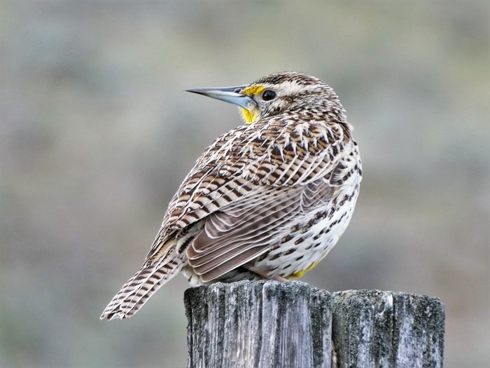 A western meadow lark spotted in White Lake Basin the south Okanagan. 