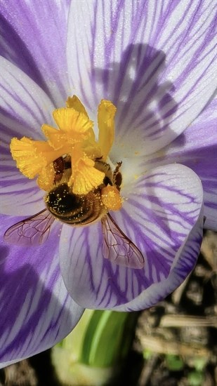 This bee bum is covered in pollen in a flower in Salmon Arm. 