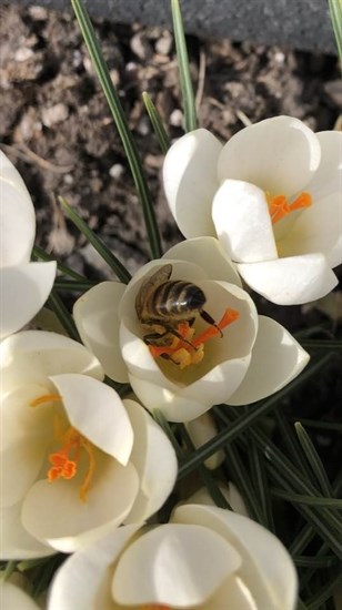 A bee collects pollen from a crocus in Kamloops. 