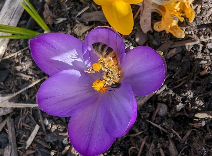 A bee curls around a flower stamen in Vernon. 