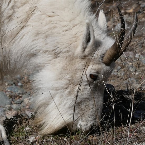 The curved horns and long beard of a mountain goat in the Similkameen can be seen up close. 