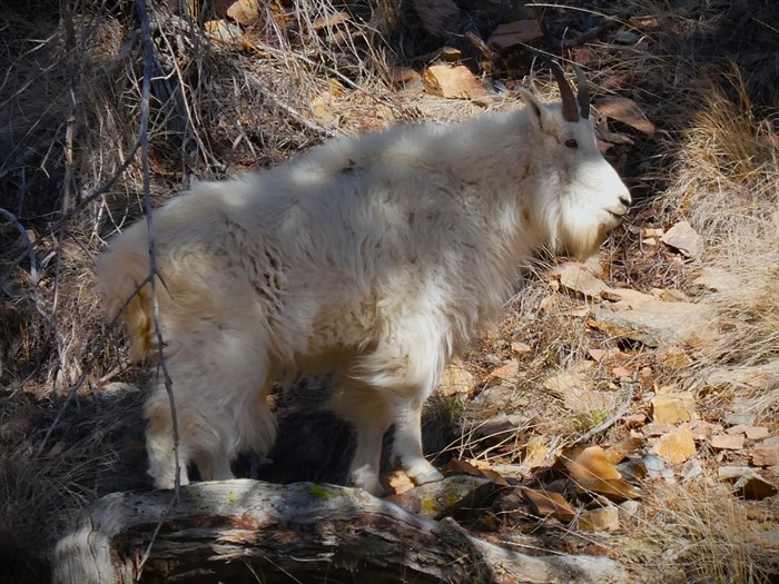 A mountain goat rests in the shade in the Similkameen. 