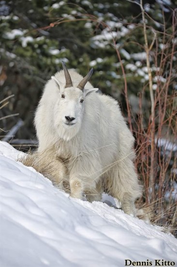A mountain goat stands in the snow on a hillside in the Kamloops area. 