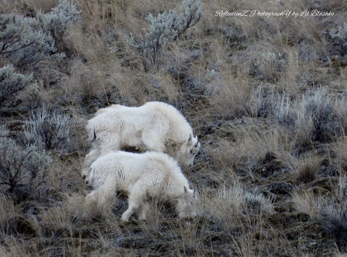 A pair of mountain goats are seen foraging near Summerland. 