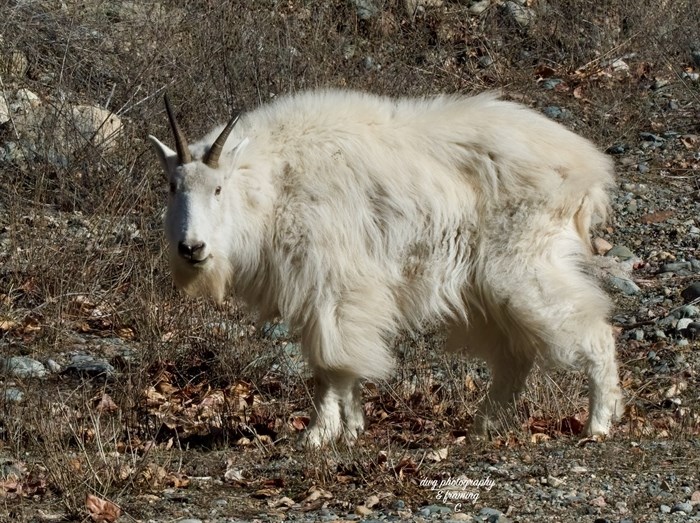 A mountain goat with a shaggy coat is spotted in the Princeton area. 