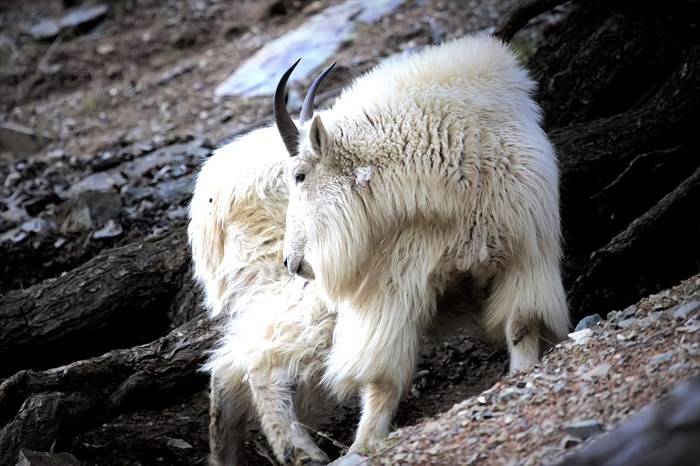 A mountain goat stands on rocky terrain in the Similkameen. 
