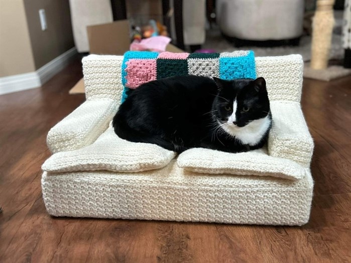This cat looks perfectly comfortable on this tiny couch made in Kamloops. 
