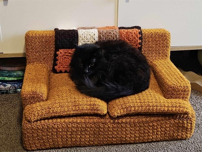 A cat curls up on its miniature couch in Kamloops. 