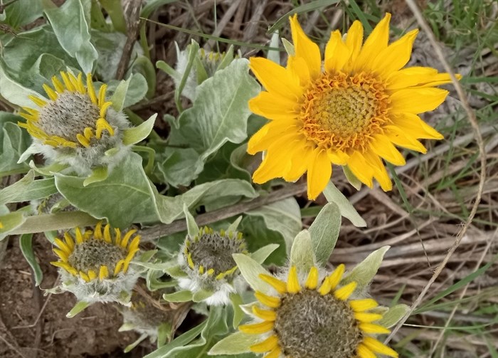 Okanagan sunflowers bloom in Vernon. 