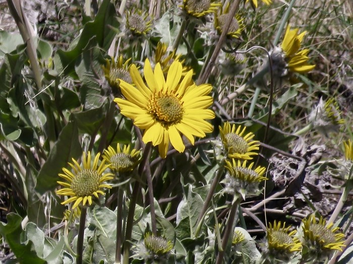Arrowleaf blooms shine a bright yellow on a hillside in Penticton. 