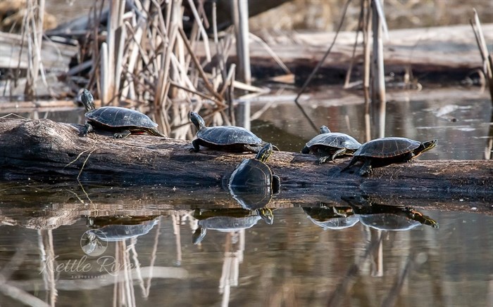 These western painted turtles were spotted basking on a log in Grand Forks. 