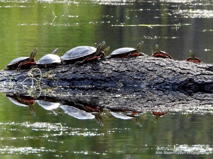 A group of western painted turtles rest on a log in the Shuswap. 