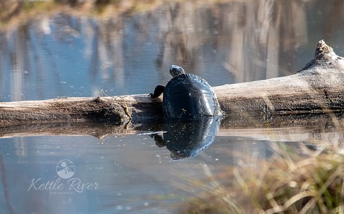 A painted turtle hoists himself out of the water in Grand Forks. 