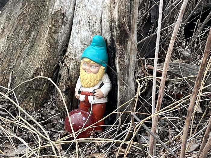A garden gnome is placed against a stump off the Rivers Trail in Kamloops. 