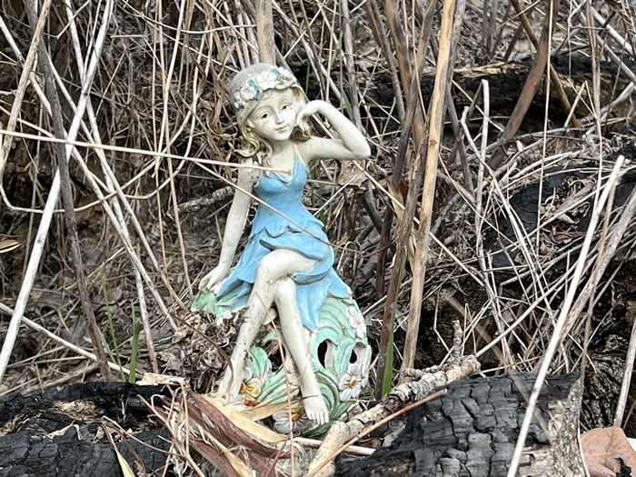 A garden fairy sits in the brambles off a trail in Kamloops. 